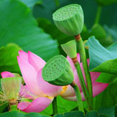 水生植物