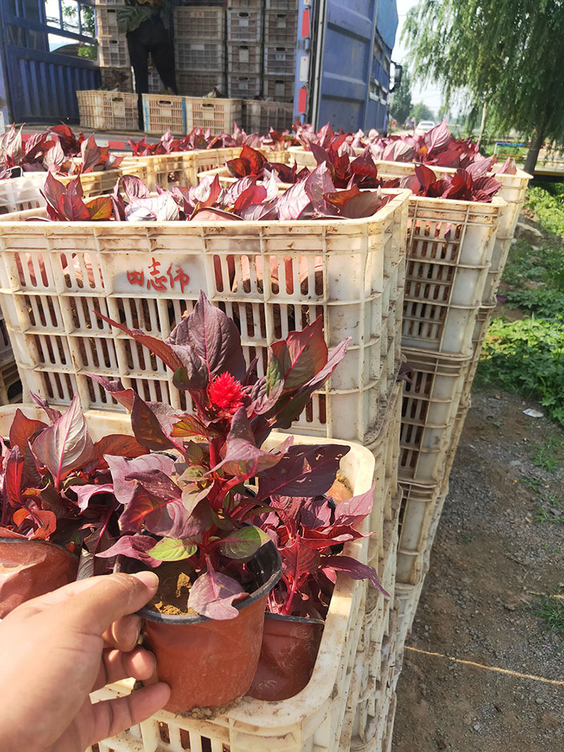 小苗装车中