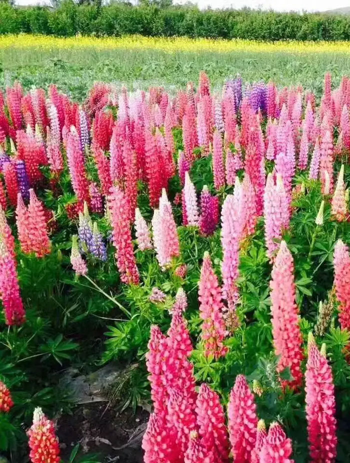 鲁冰花花海