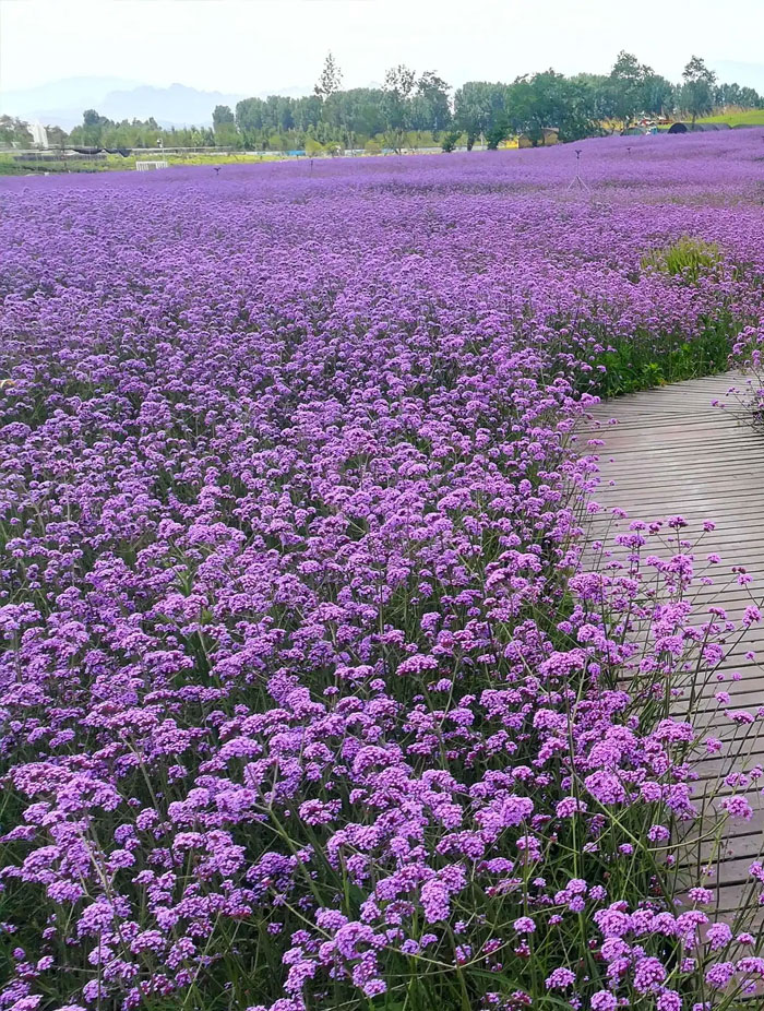 柳叶马鞭草花海