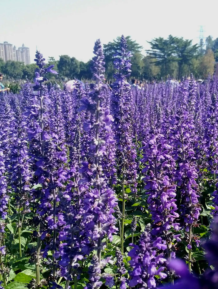 宿根鼠尾草花海