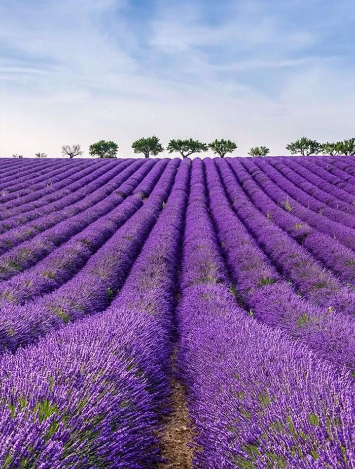 薰衣草花海