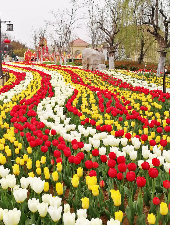 郁金香花海