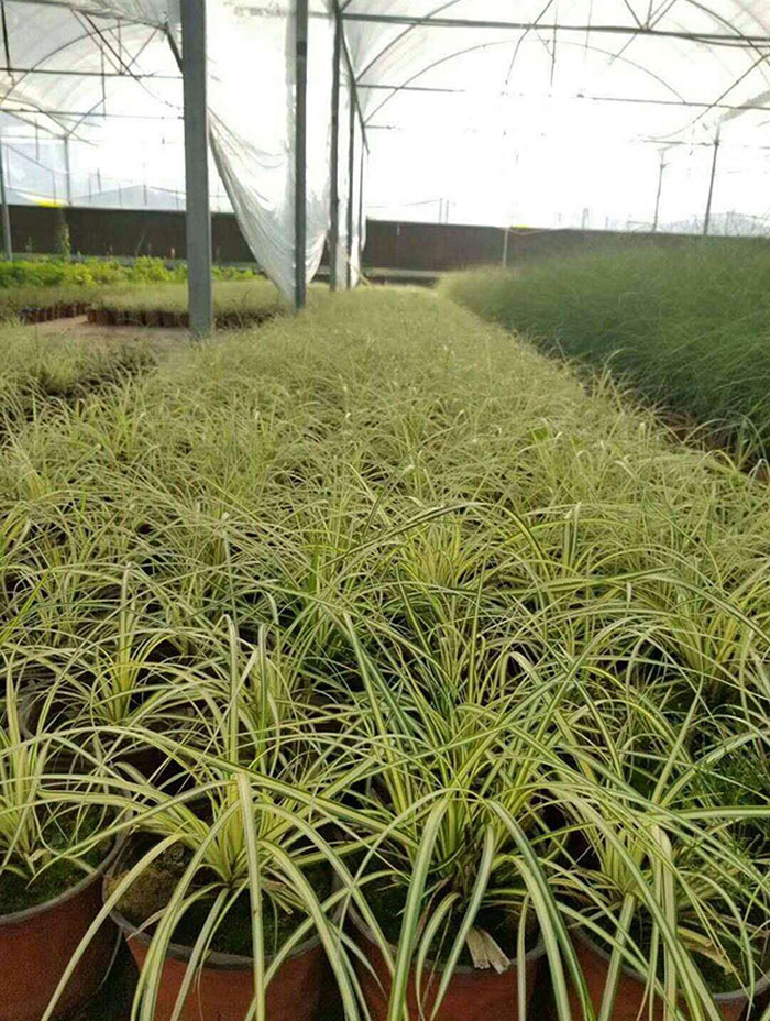 金叶苔草