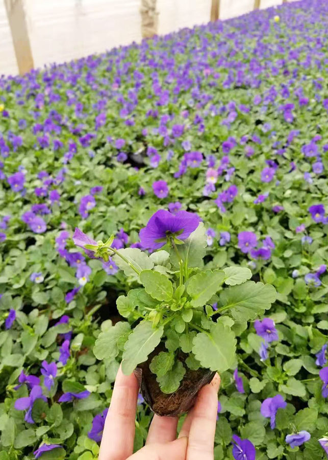 角堇 蓝色
