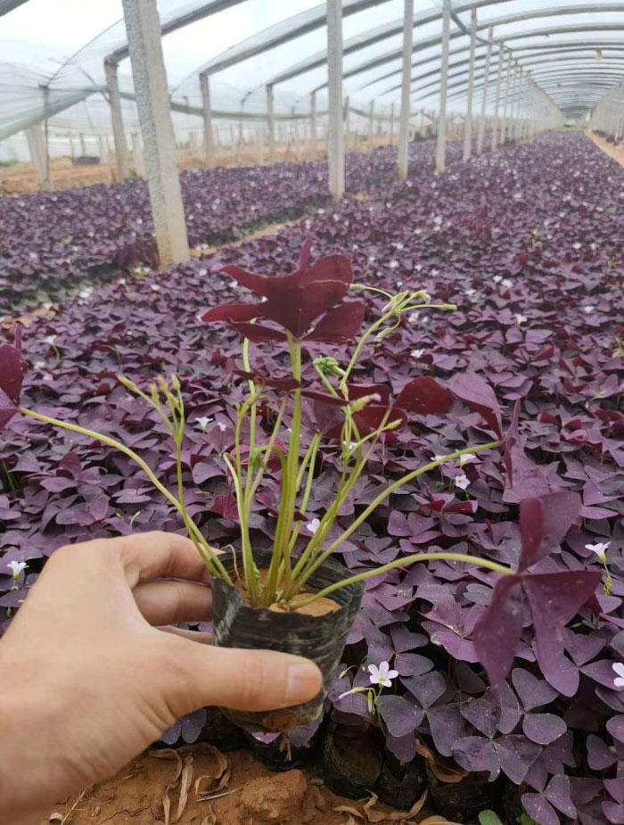 炸酱草