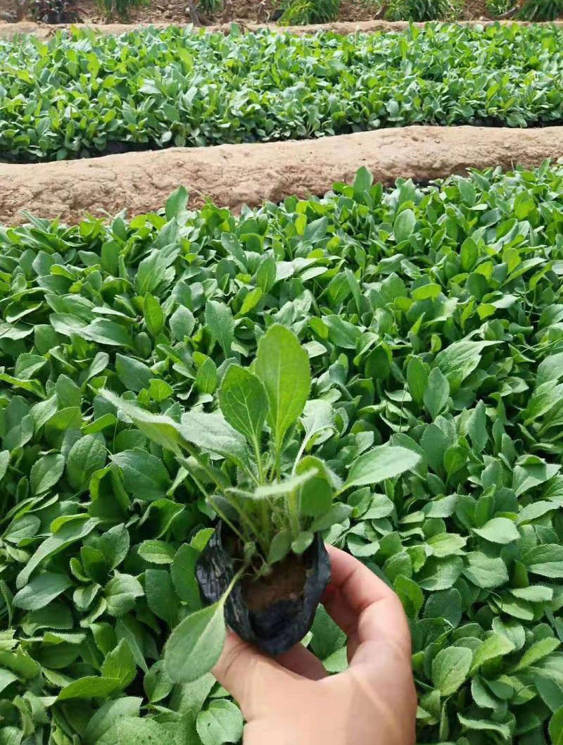 黑心菊