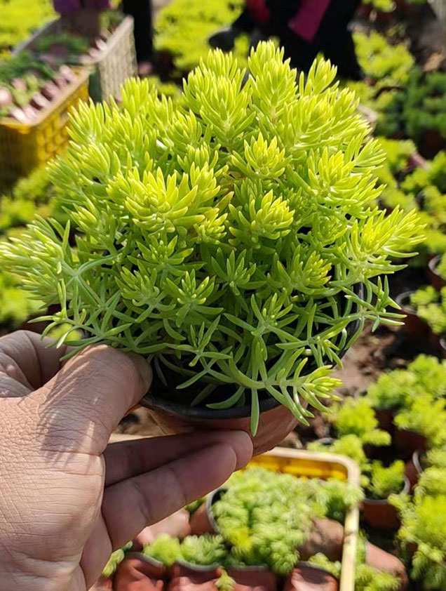佛甲草