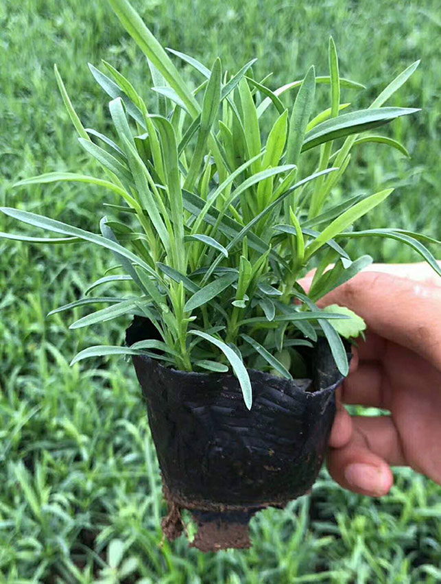 常夏石竹