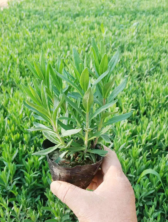 薰衣草
