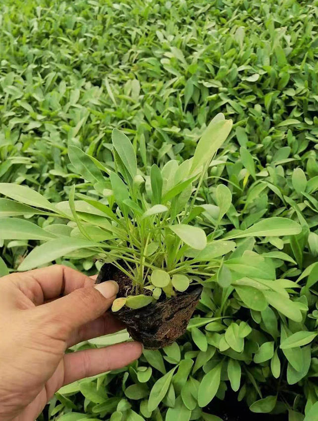 金鸡菊