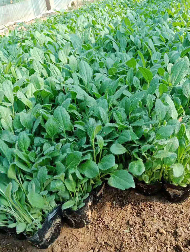 黑心菊